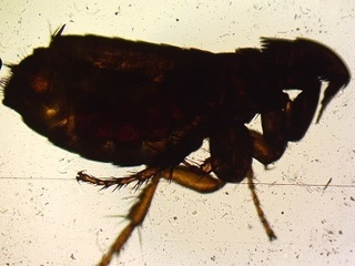 AMBA0024.JPG