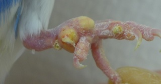 セキセイインコ痛風両足.JPG