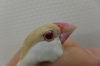 ブンチョウ.jpg